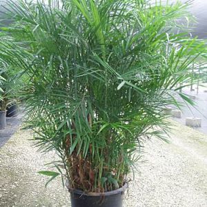 Seifrizii Bamboo Palm